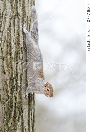 Close up of a grey squirrel on a tree trunk in winter 87873686