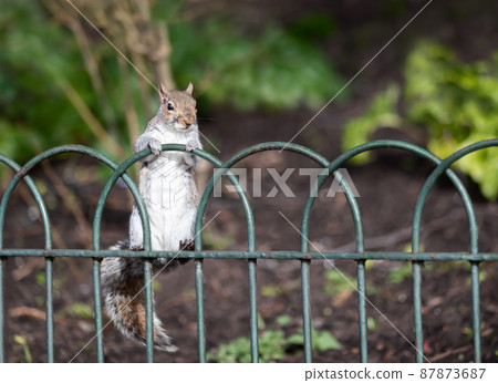 Close up of a grey squirrel on a metal fence in a park Close up of a grey squirrel on a metal fence in a park 87873687