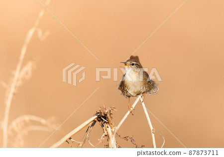 Close up of a wren singing on a fern branch in autumn Close up of a wren singing on a fern branch in autumn 87873711