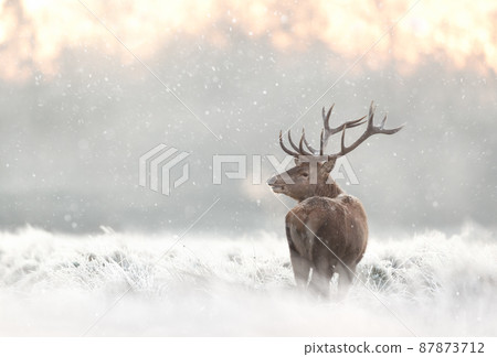 Red deer stag in the falling snow in winter Red deer stag in the falling snow in winter 87873712