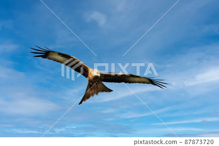 Close up of a Red kite in flight against blue sky 87873720