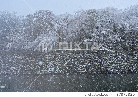 國寶彥根城的暴風雪和櫻花樹 87873829