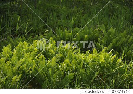 Shiga Kogen in summer, a plant in the pond of armor removal Shiga Kogen in summer, a plant in the pond of armor removal 87874544