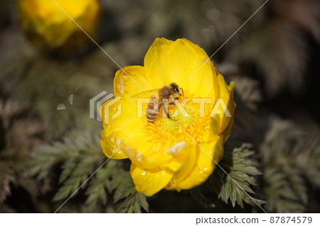 Honey bee sucking honey from Fukusou grass 87874579