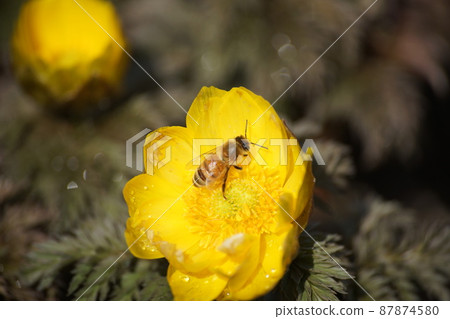 Honey bee sucking honey from Fukusou grass 87874580