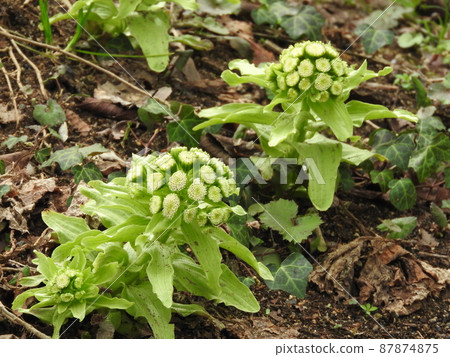 春天問世的“吹之堂” 87874875