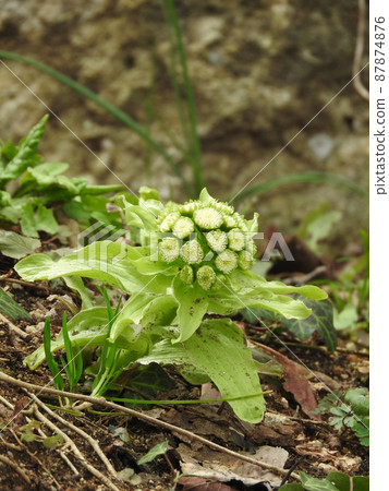 春天問世的“吹之堂” 87874876