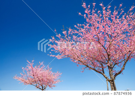 Japanese scenery "Kozu Sakura" Japanese scenery "Kozu Sakura" 87874936