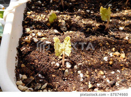 Futaba of morning glory Futaba of morning glory 87874980