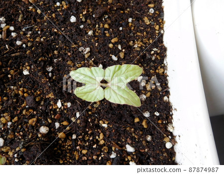 Futaba of morning glory Futaba of morning glory 87874987