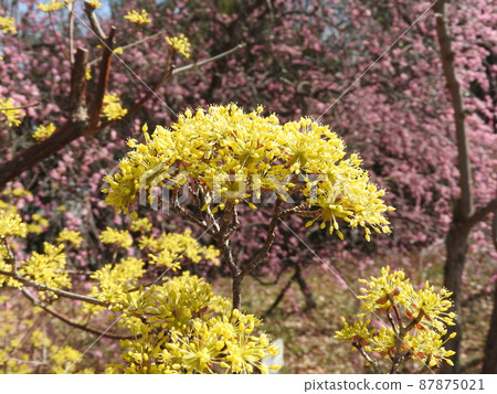 盛開的山茱萸 87875021