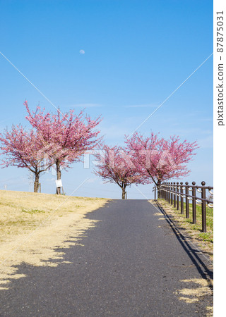 Japanese scenery "Kozu Sakura" 87875031