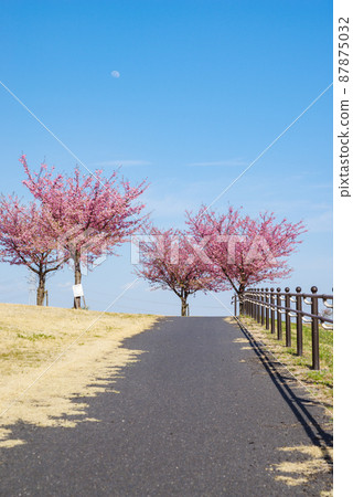 Japanese scenery "Kozu Sakura" 87875032