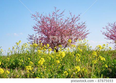 日本風景“Kozu Sakura” 日本風景“Kozu Sakura” 87875033