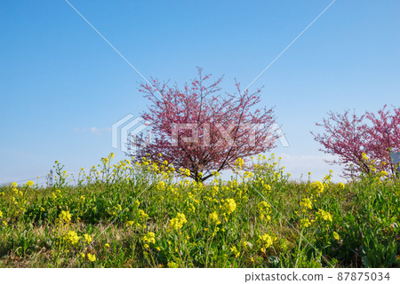 日本風景“Kozu Sakura” 87875034