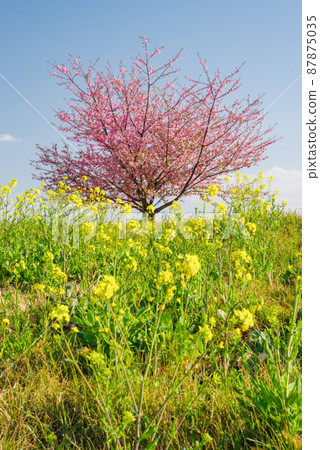 日本風景“Kozu Sakura” 87875035