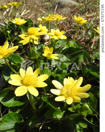 Perennial plant "Lesser celandine" of the family Ranunculaceae 87875196