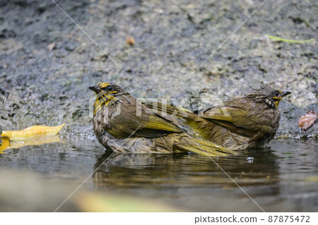 Black-crested Bulbul bird was perched on a branch, looking for food. Black-crested Bulbul bird was perched on a branch, looking for food. 87875472