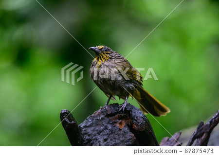 Black-crested Bulbul bird was perched on a branch, looking for food. 87875473