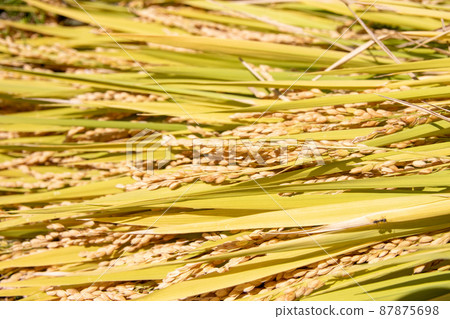 收穫日本大米後美麗的稻穗 87875698