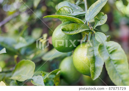 Green citrus fruits Green citrus fruits 87875729