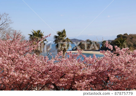 愛媛縣今治市大覺海濱公園的河津櫻花 愛媛縣今治市大覺海濱公園的河津櫻花 87875779