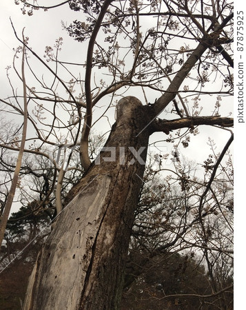 old tree 87875925