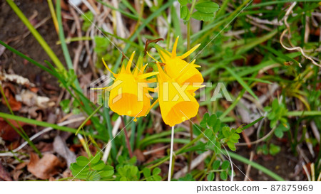 Barbocojume daffodils (Petticoat daffodils) 87875969