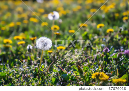 Field with yellow dandelions and full bloom dandelions in spring season 87876018