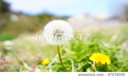 蒲公英花和絨毛 蒲公英花和絨毛 87876099