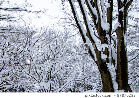 Midwinter snow scene 87876282