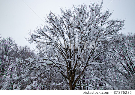 Midwinter snow scene 87876285