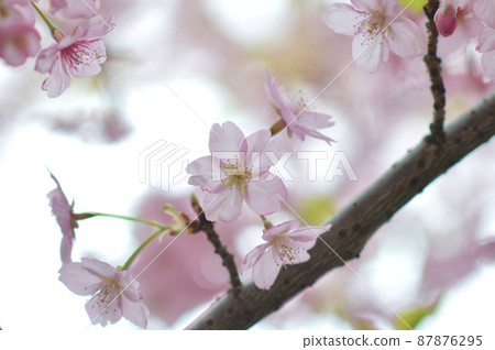 Sakura Sakura 87876295