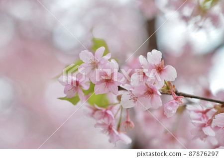 櫻花櫻 87876297