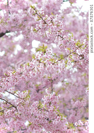 Sakura Sakura 87876301