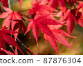精美的楓葉 87876304