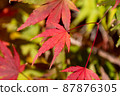 精美的楓葉 87876305