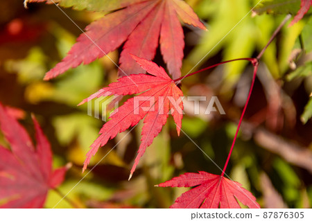 精美的楓葉 87876305