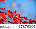 藍藍的天空和美麗的楓葉 87876306