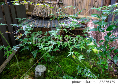 Kyoto green sum 87876379