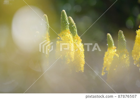 Yellow bullbinella receiving the morning sun after the rain 87876507