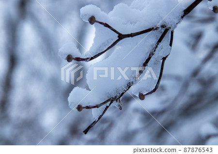 Midwinter snow scene, winter trees Midwinter snow scene, winter trees 87876543