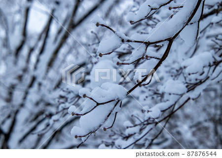Midwinter snow scene, winter trees 87876544