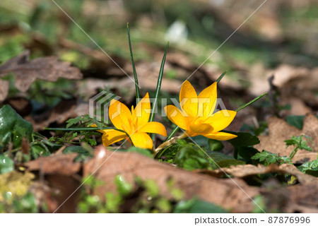 Sprouting crocus in spring garden - elective focus, copy space 87876996