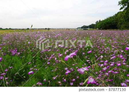 Poppy Happy Square Mugi Nadeshiko / 埼玉縣Konosu市 87877130