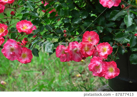 Queen of flowers Queen of flowers 87877413