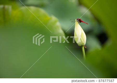 Mimuroto-ji: Red dragonfly perched on a lotus 87877587