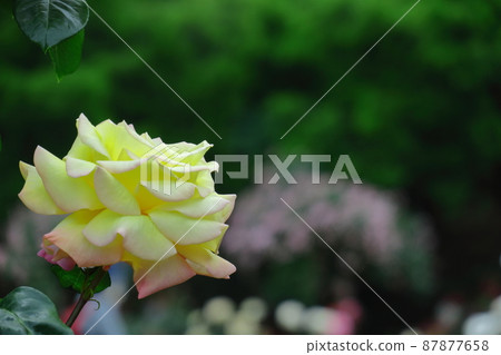 Queen of flowers 87877658