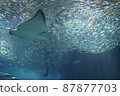Sea creatures (aquarium) 87877703