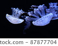 Fantasy jellyfish 87877704